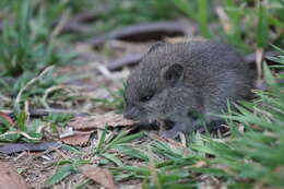 Image of broad-toothed rat