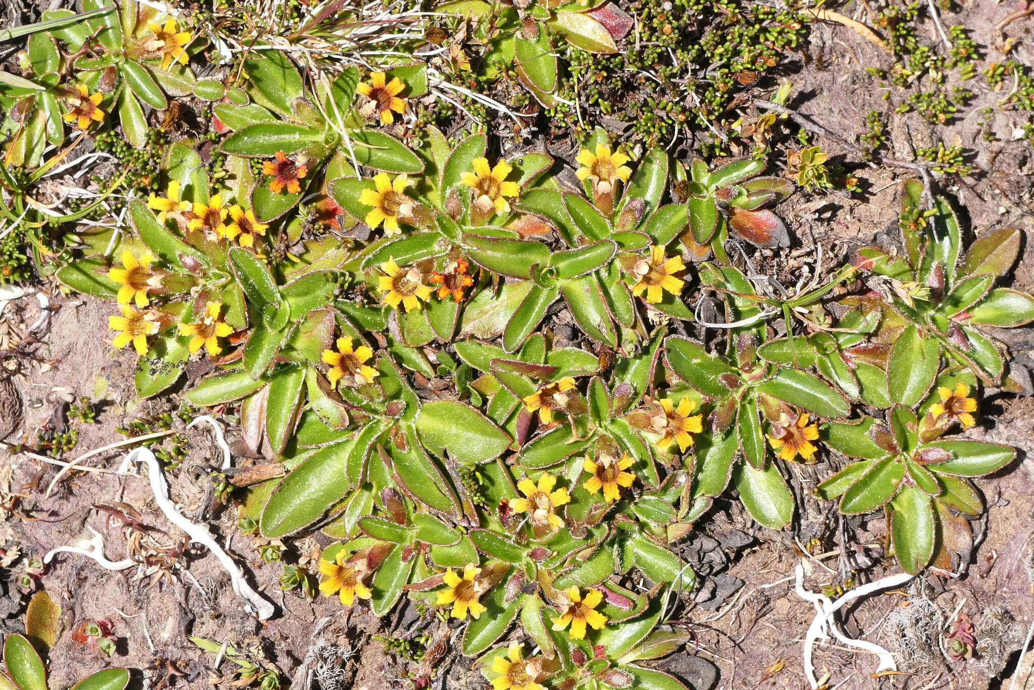 Goodenia montana resmi