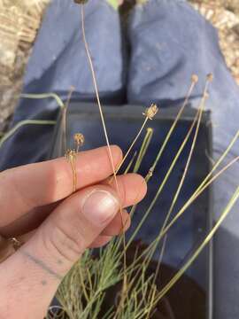 Image of longstalk greenthread