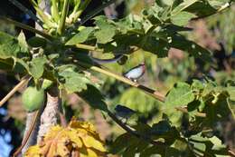 Thraupis sayaca (Linnaeus 1766) resmi