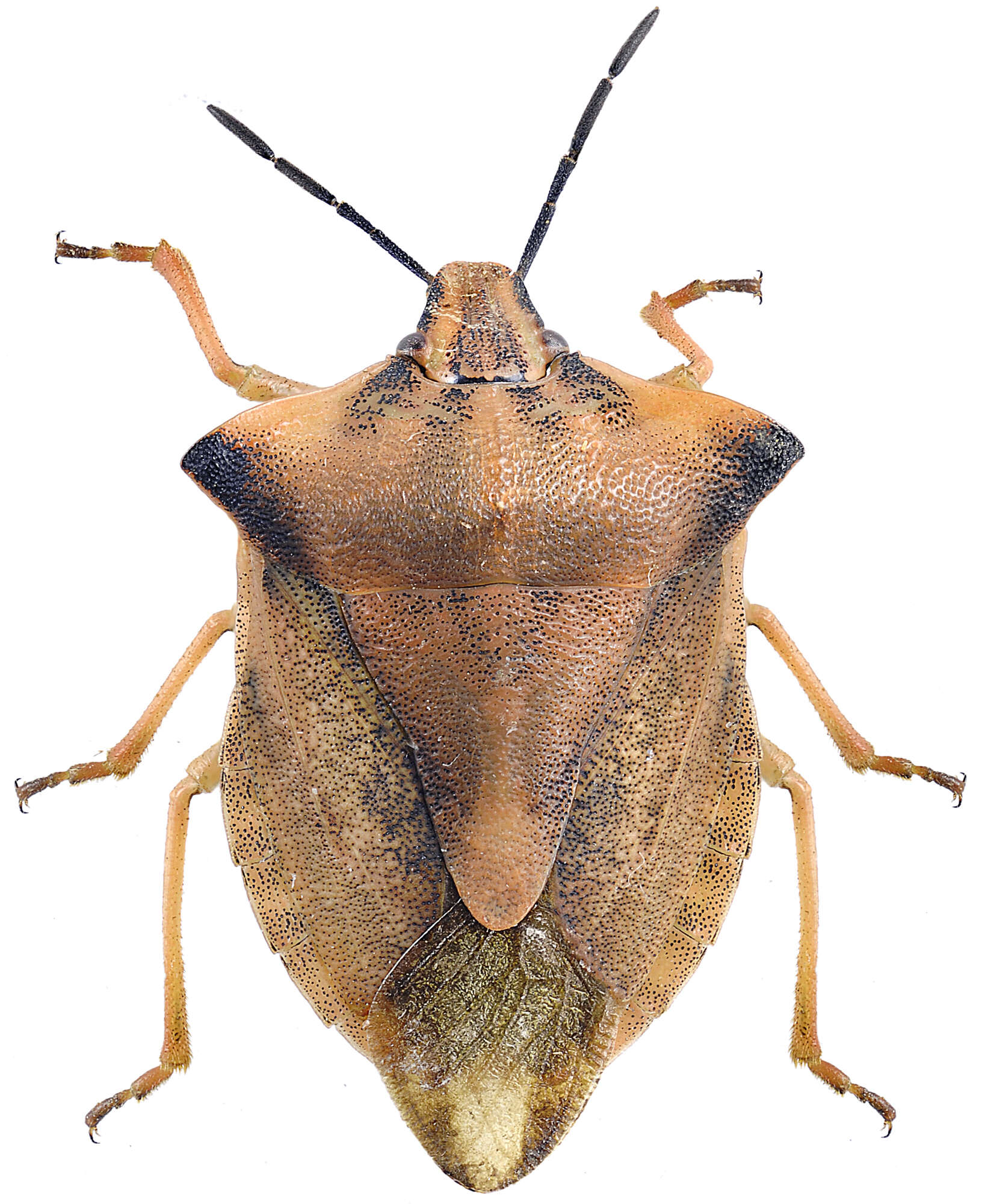 Image of <i>Carpocoris fuscispinus</i>