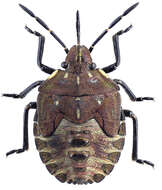 Image of Carpocoris