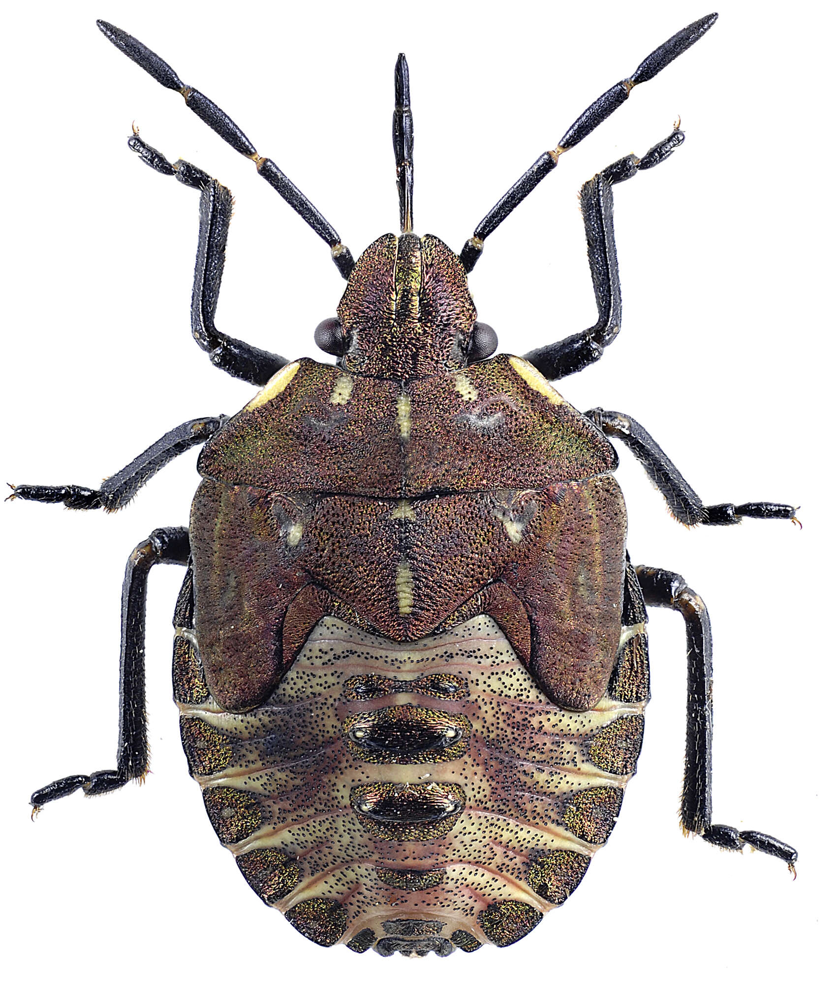 Image of Carpocoris