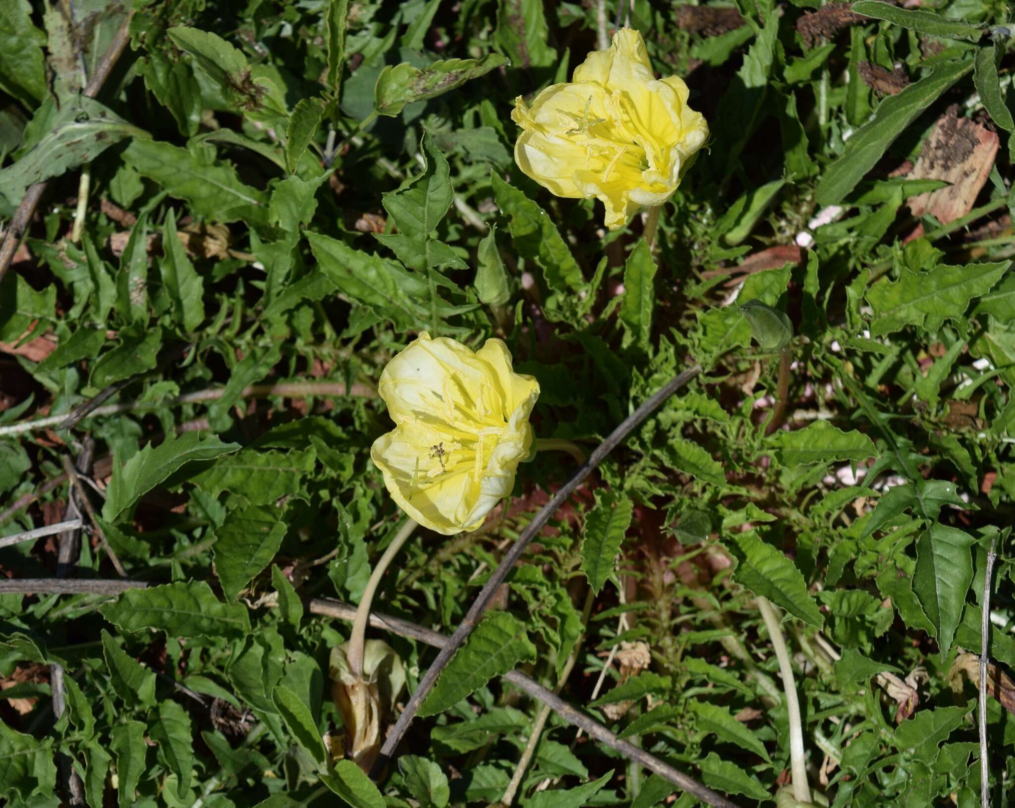 Image of Evening primrose