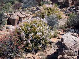 Image of Pelargonium spinosum Willd.