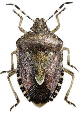 Image of sloe bug