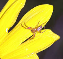 Image of Six-spotted Yellow Orbweaver