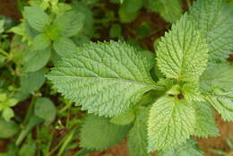 Image of light-blue snakeweed