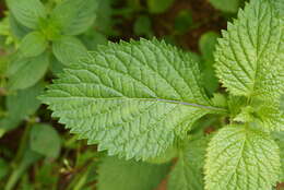 Image of light-blue snakeweed