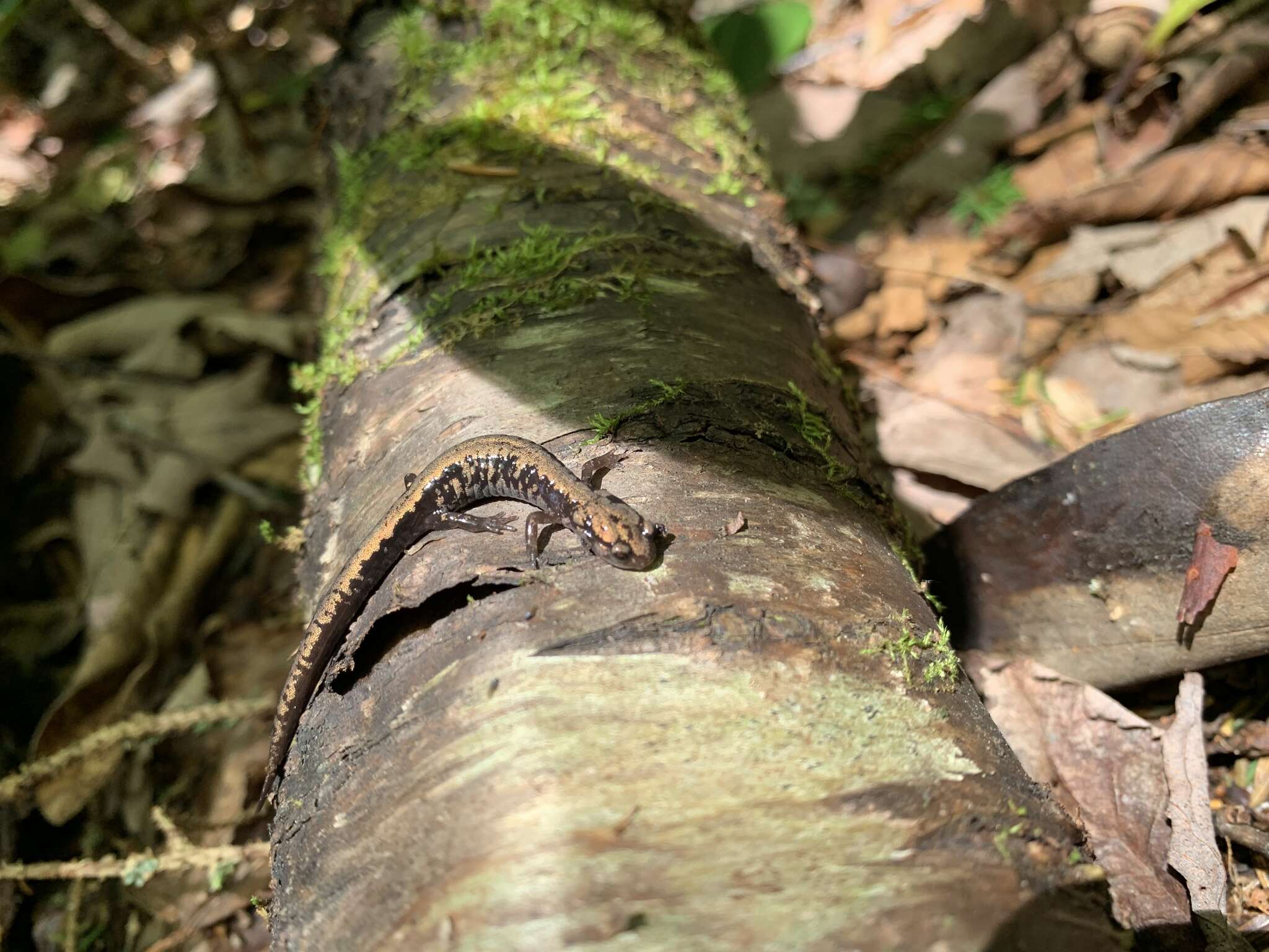 Image of Plethodon welleri Walker 1931