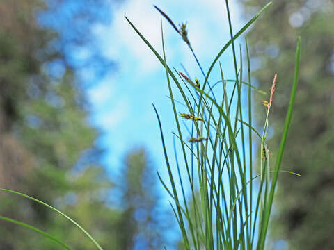 Image de Carex ferruginea Scop.