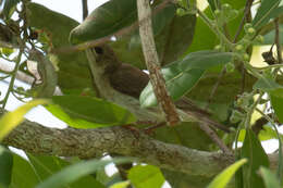 Image of Ramsayornis Mathews 1912