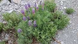 Plancia ëd Lupinus cacuminis Standl.