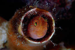 Image of Red Blenny