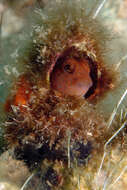 Image of Red Blenny