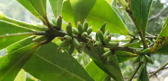 Image of Madhuca hainanensis Chun & F. C. How