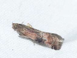 Rhodophaea formosa Haworth 1811 resmi