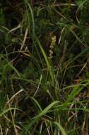 Image of Tofield's asphodel