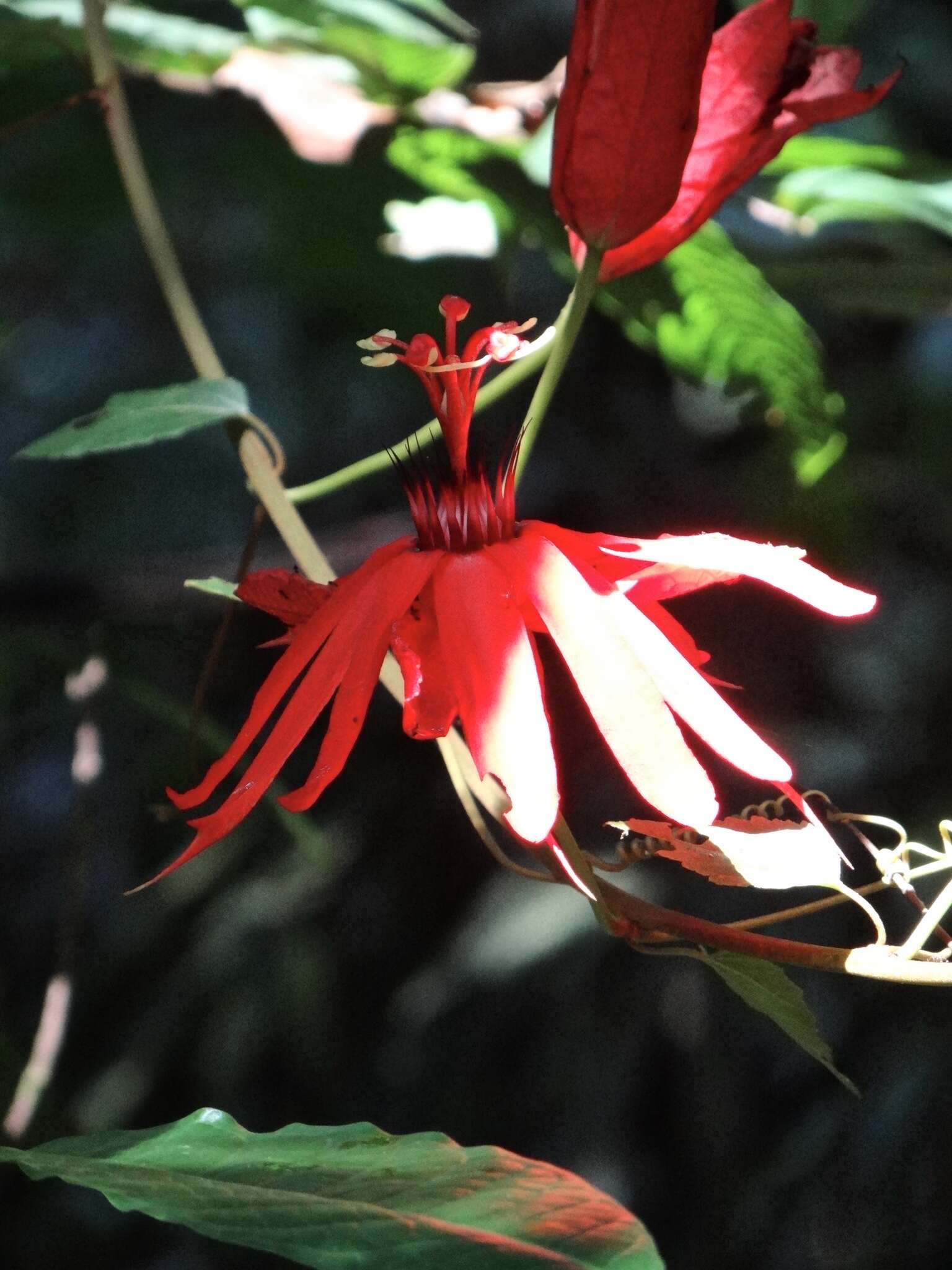 Image of Passiflora araujoi Sacco