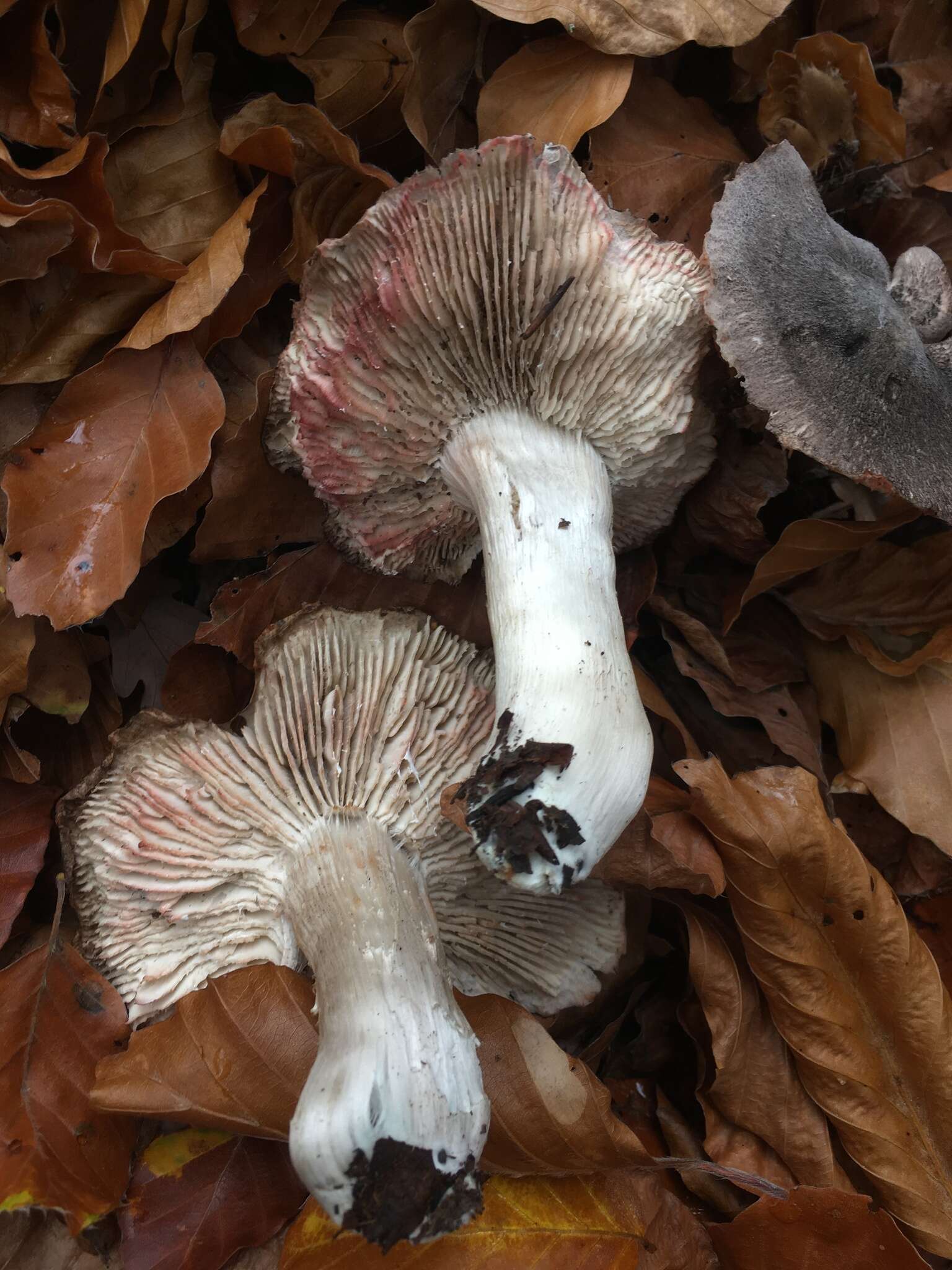 Imagem de Tricholoma orirubens Quél. 1872