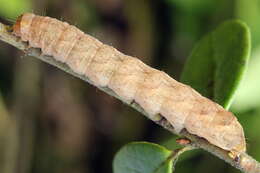 Image of glaucous shears