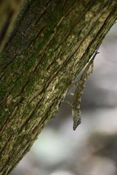 Image of Guantanamo  Anole