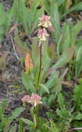 Image of yellow penstemon