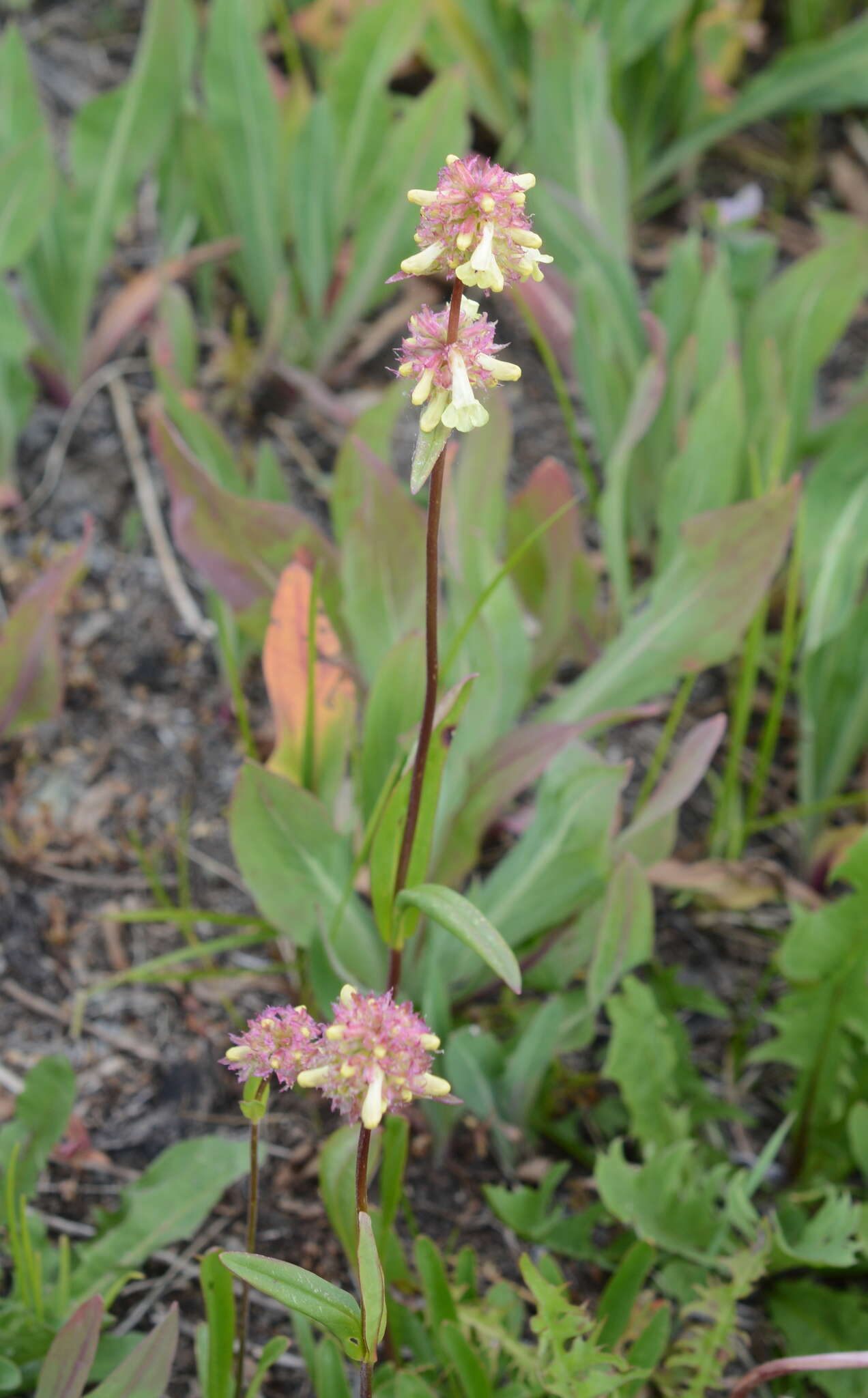 Image of yellow penstemon