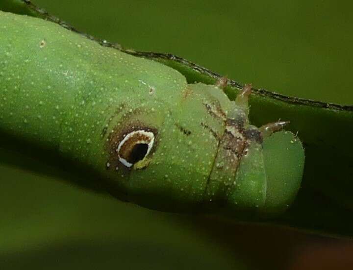 Image of Eupanacra splendens (Rothschild 1894)