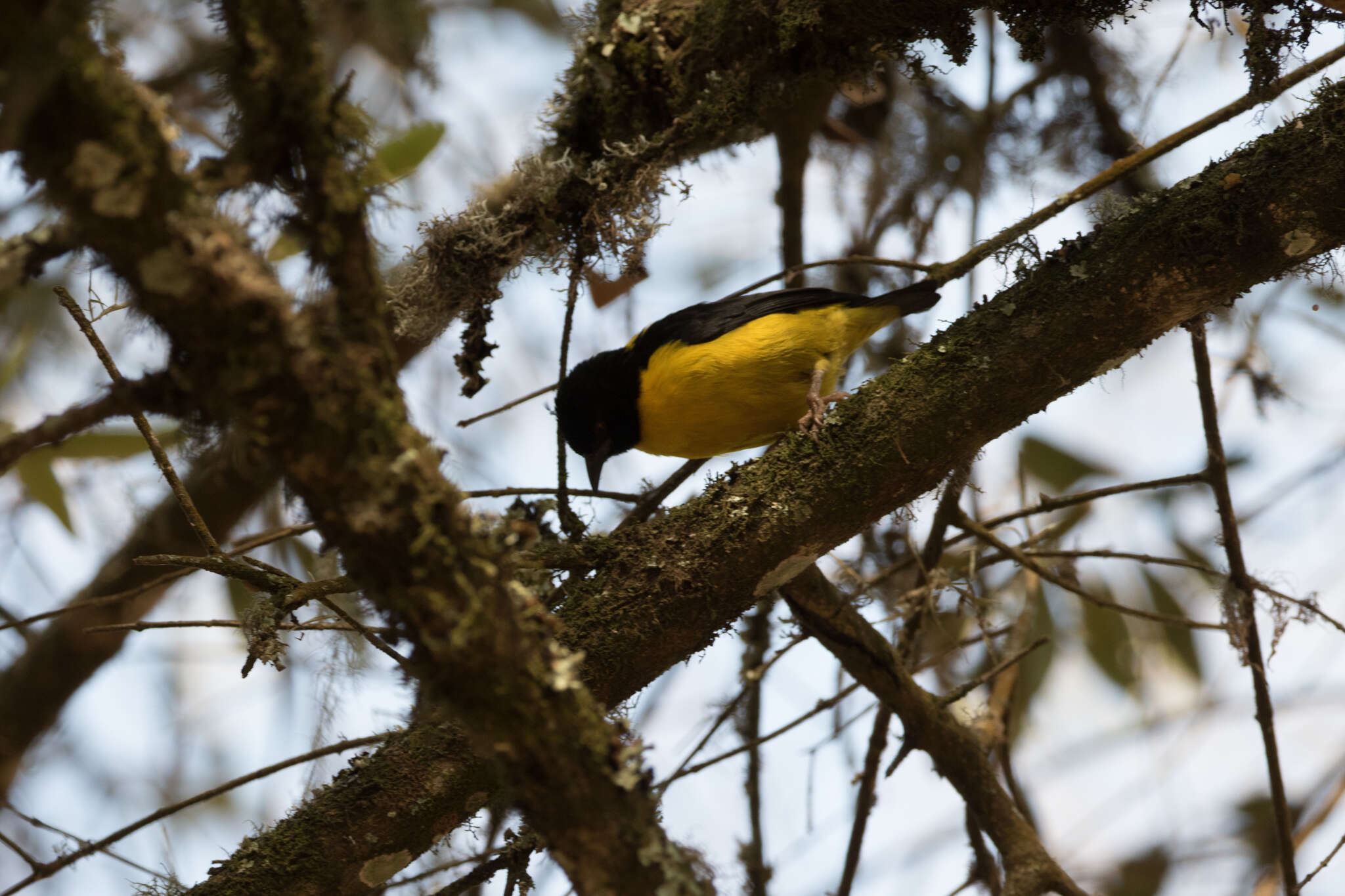 Image of Brown-capped Weaver