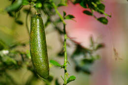 Image of Australian finger lime