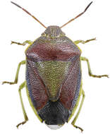 Image of Piezodorus lituratus (Fabricius 1794)