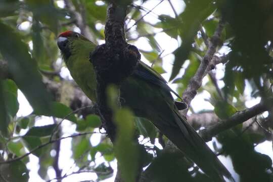 Image of Norfolk Parakeet