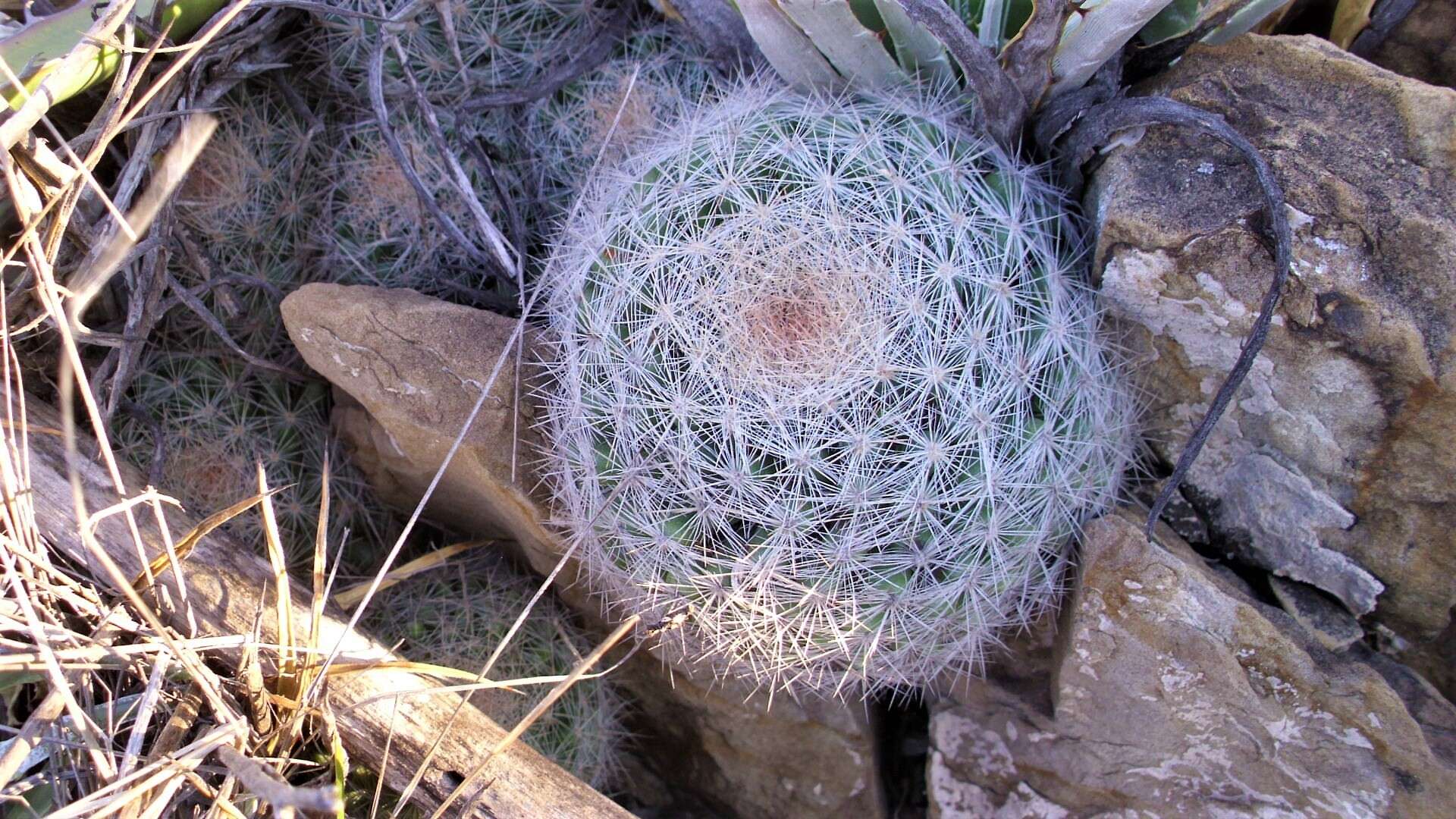 Image of Mammillaria candida Scheidw.