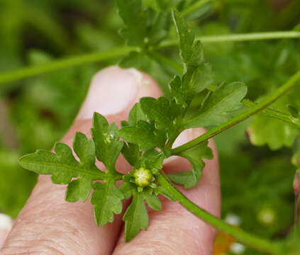 صورة Bidens bigelovii A. Gray