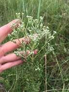 Image of Small-Flower Thoroughwort