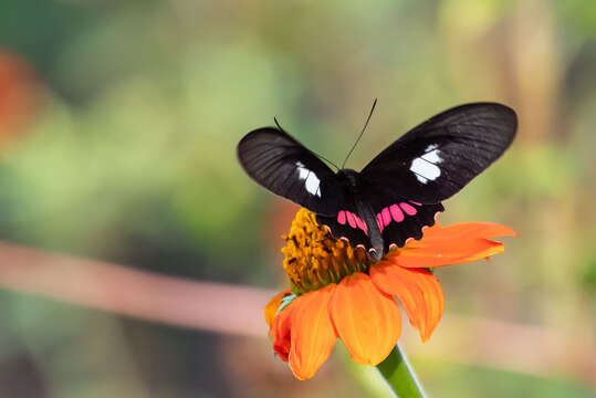 Image of Parides neophilus (Geyer 1837)