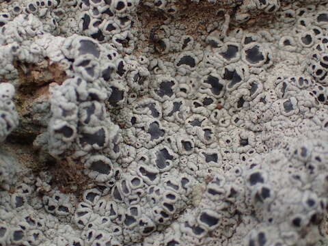 Image of Cow pie lichen