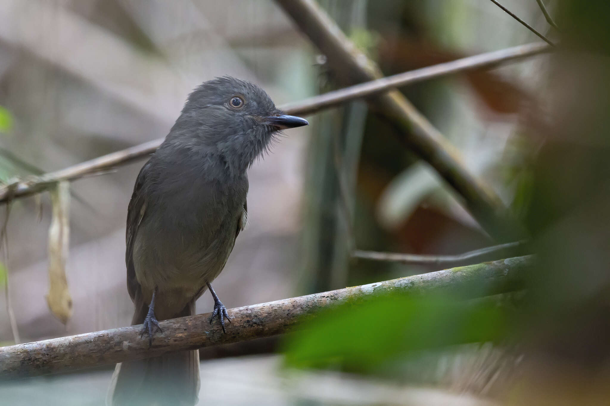 Image of Grayish Mourner