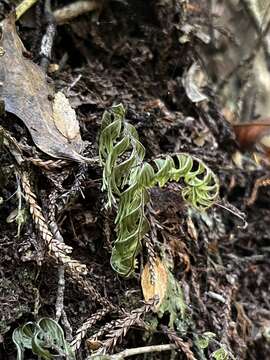 Image of Hymenophyllum pectinatum Cav.