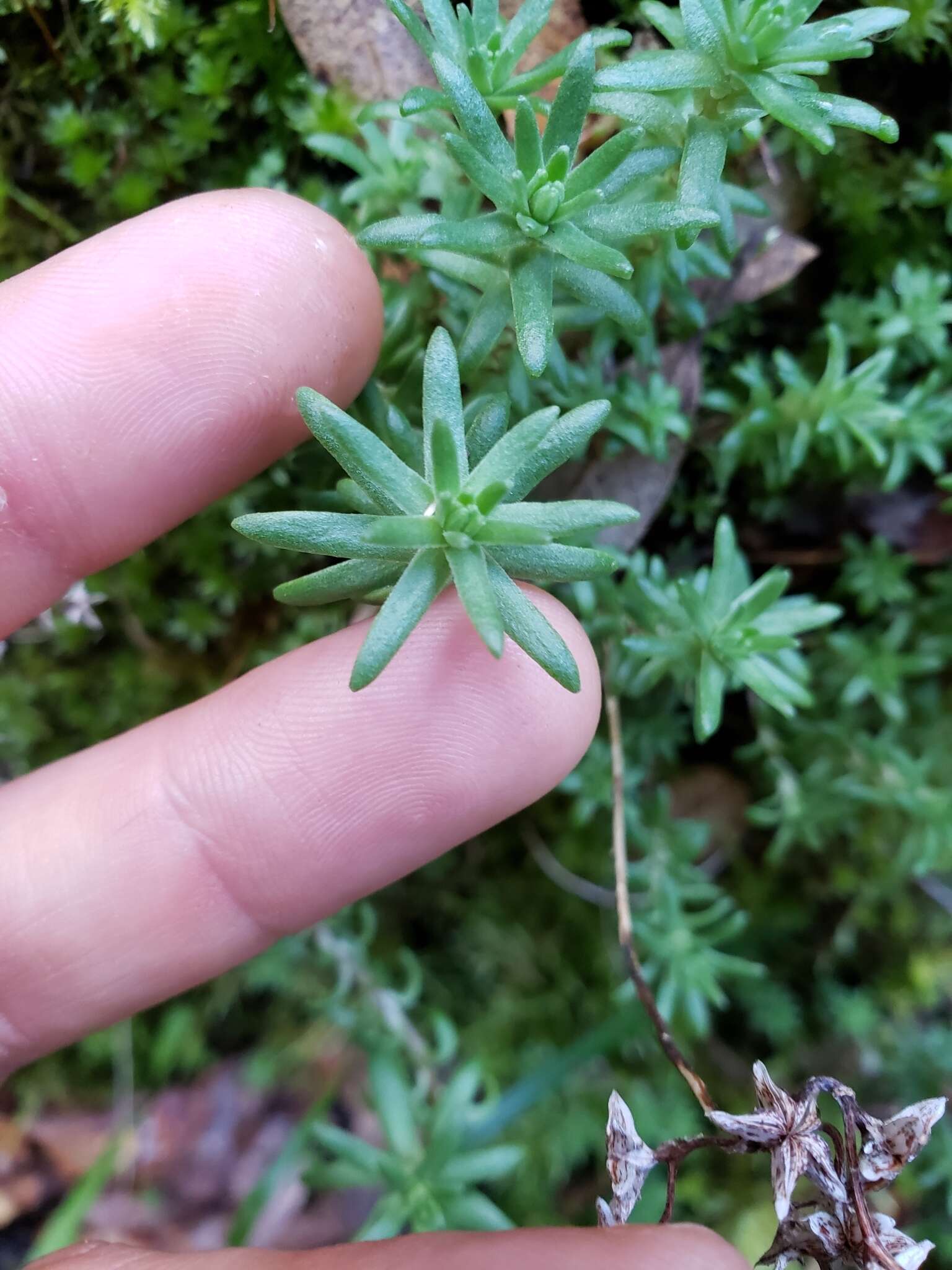 Image of Coast Range stonecrop