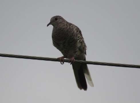 Image of Scaled Dove