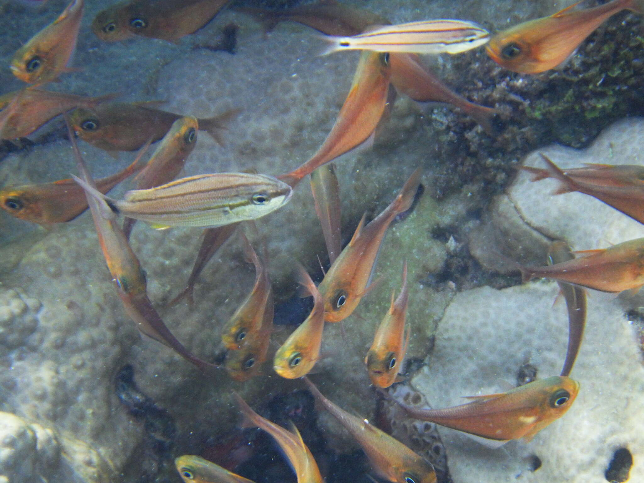 Image of Copper sweeper