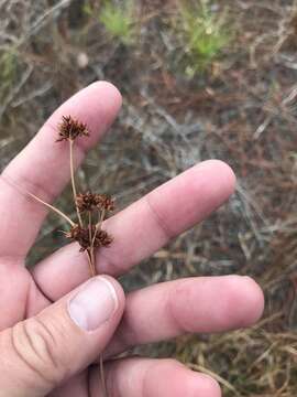 Rhynchospora fascicularis (Michx.) Vahl的圖片