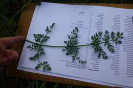 Image of Capnophyllum africanum (L.) Gaertn.