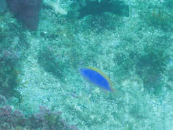 Image of Yellowfin damsel