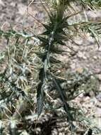 Image of <i>Cirsium <i>arizonicum</i></i> var. arizonicum