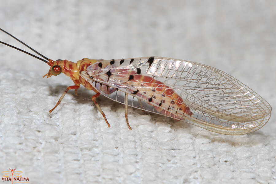 Image of Italochrysa stigmatica (Rambur 1838)