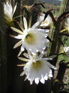 Plancia ëd <i>Trichocereus spachianus</i>