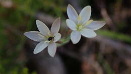 Plancia ëd Hesperantha falcata (L. fil.) Ker Gawl.